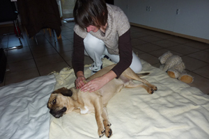 Hundephysiotherapie Massage