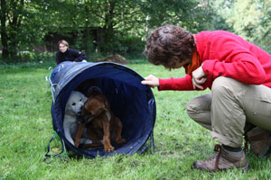 Hundeschule Alex Angrick