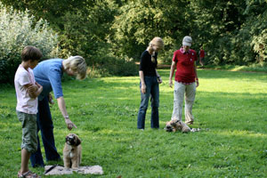 Hunde sind angeleint und warten auf einer Hundewiese
