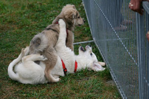 Aggression im Hundealltag üben