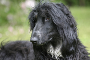 Afgahne Windhund