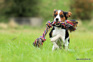 Beagel Hunderasse