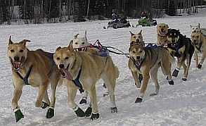 Schlittenhunde mit Booties