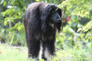 Großer Hund nach Landeshundegesetz