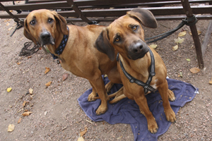 Sachkundenachweis große Hunde