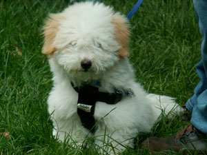 Hund mit Haaren vor den Augen