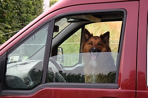 Ist der Hund bei Hitze im Auto, unbedingt Fenster öffnen