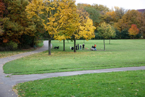 Köln: Freilaufflächen für Hunde