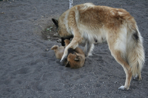 Hundezüchter-Setter