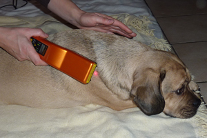Lasertherapie bei Tyson