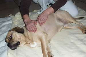 Massage bei Tyson