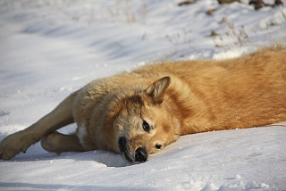 Räkeln im Schnee ist toll