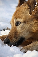 Nicht zu viel Schnee fressen lassen