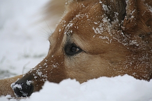 Mit einem Unterfell ist Schnee ganz toll