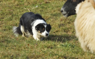 Hütehunde Border colli