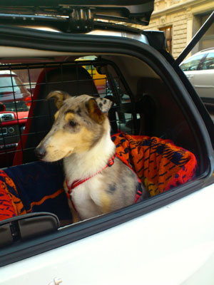 Hundephysiotherapie Massage