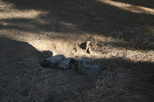Hundezüchter-Setter Hundezüchter-Setter