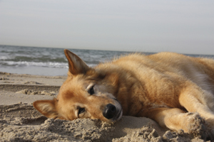 Hütehunde Pastor Garafiano Hund und Urlaubi