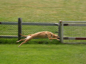 Windhund