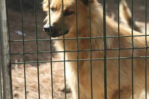 Hundezüchter-Setter