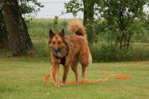 Hund mit Schleppleine