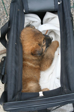 Welpe sitzt in der Tasche