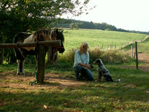 Pferd-mit-Hund