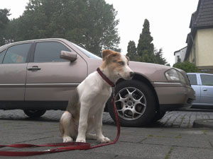 Welpe steht neben dem Auto