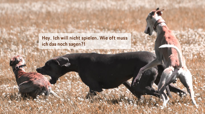 Abb. Einzeltraining - Aggression gegenüber Artgenossen