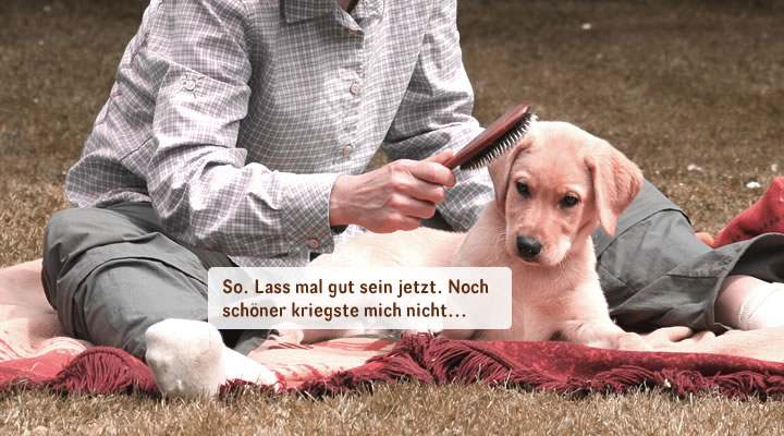 Abb. Einzeltraining -Bürsten