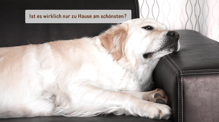 Abb. Hund & Hausbetreuung