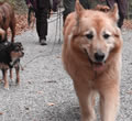 Hundekurs: Hundespaziergang