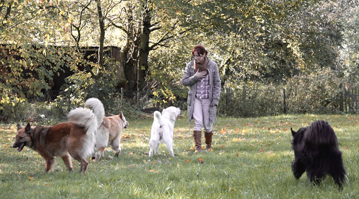 Abb. Kurs - Rückruf aus dem Spiel mit anderen Hunden
