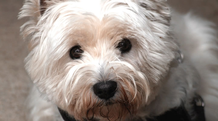 Abb. Kurs - Spielgruppe für kleine Hunde