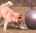 Hundekurs: Treibball