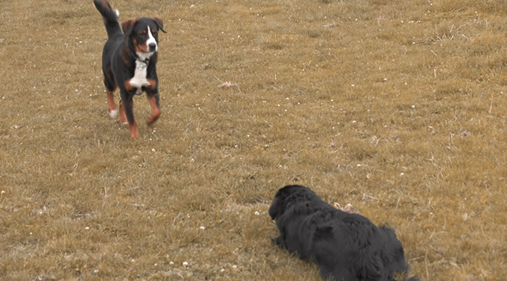 Abb. Vorträge - Hundebegegnungen