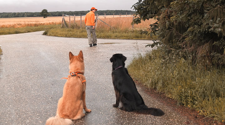 Abb. Vorträge - Hundetraining