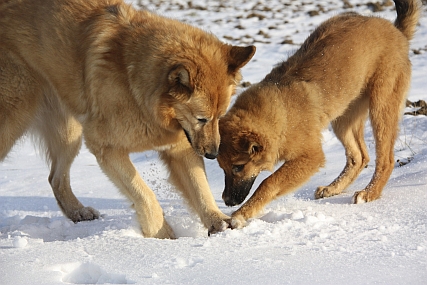 Hundespiel im Schnee