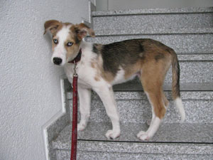 Hund steht auf der Treppe