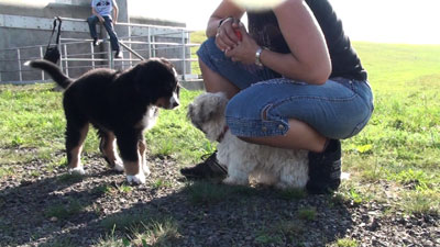 Köln: Welpengruppe kleine Hunde