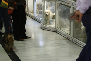 Hundezüchter-Setter Hundezüchter-Setter