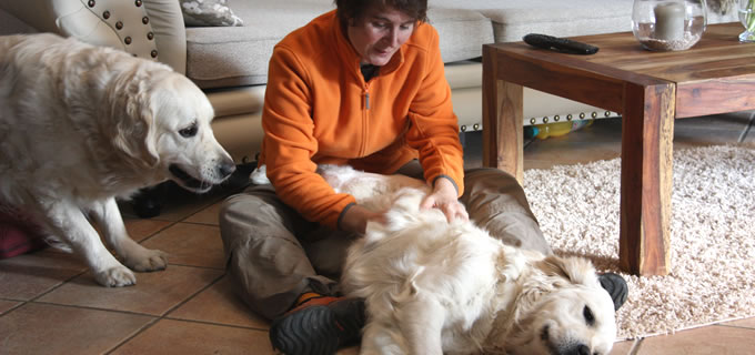 Hundebetreuung