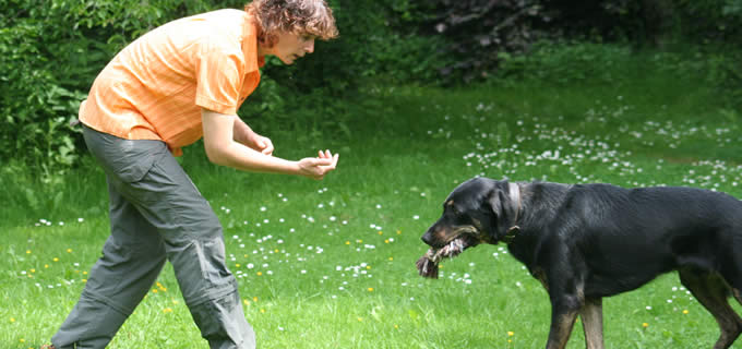 Professionelle Hundebetreuung