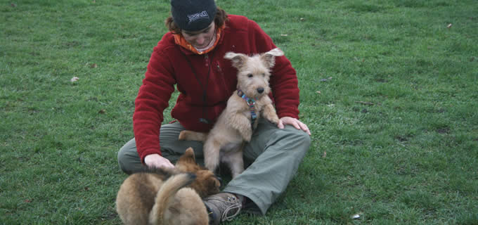 Hundeerziehung bei der Hundebetreuung