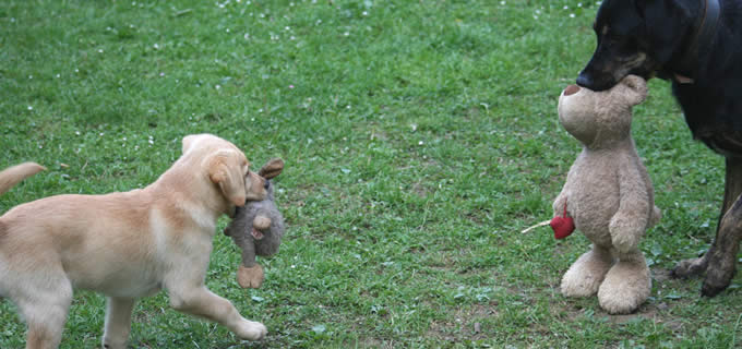 Liebevolle Hundebetreuung mit vielen Streicheleinheiten
