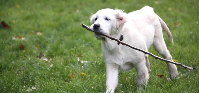 Trainingsplatz während der Hundebetreuung