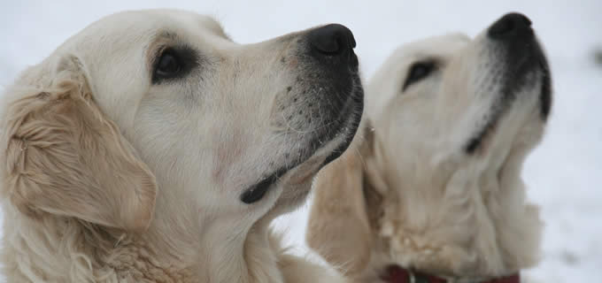 Liebevolle Hundebetreuung