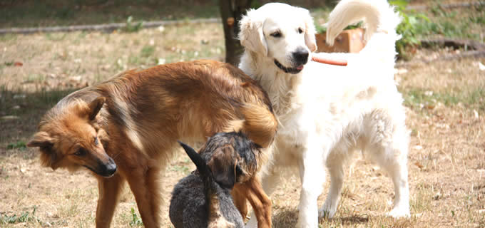 Hundepension