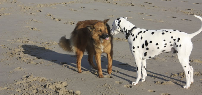 Hundeerziehung bei der Hundebetreuung