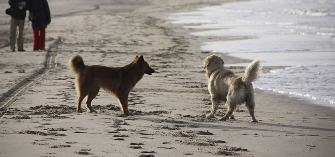 Spass und Spiel während der Hundebetreuung